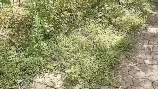 Desi step aunty out door sex video