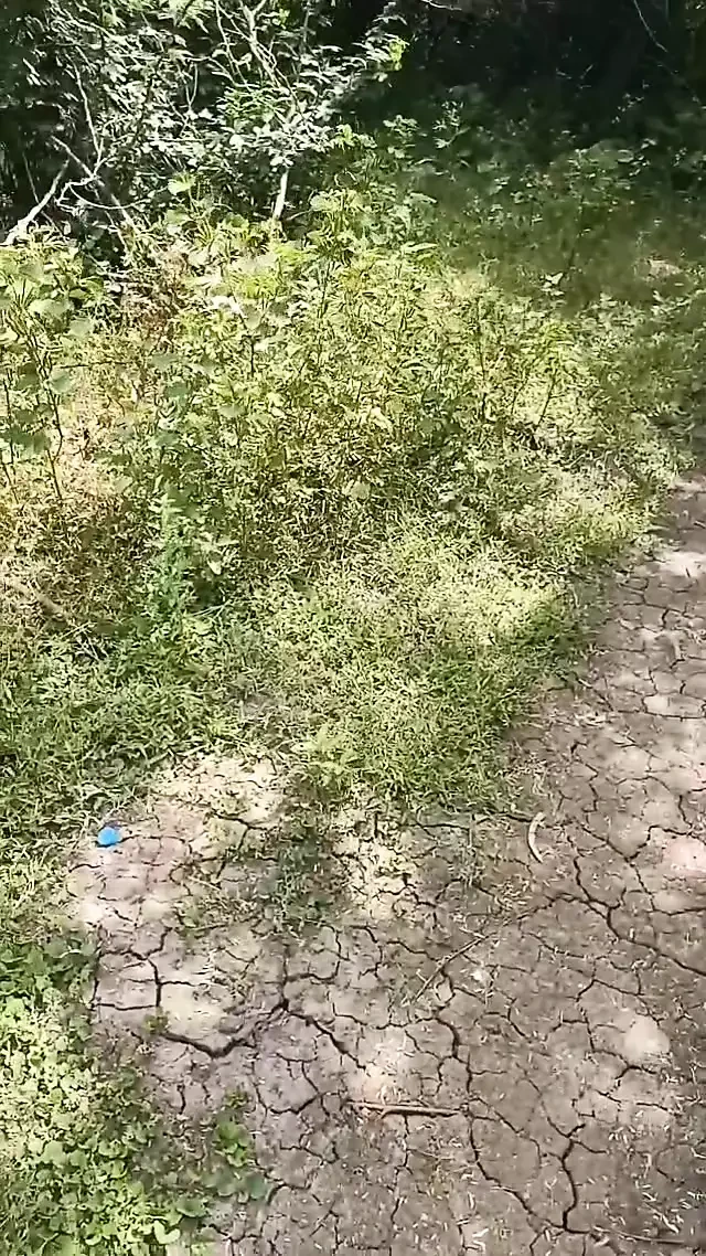 Desi step aunty out door sex video